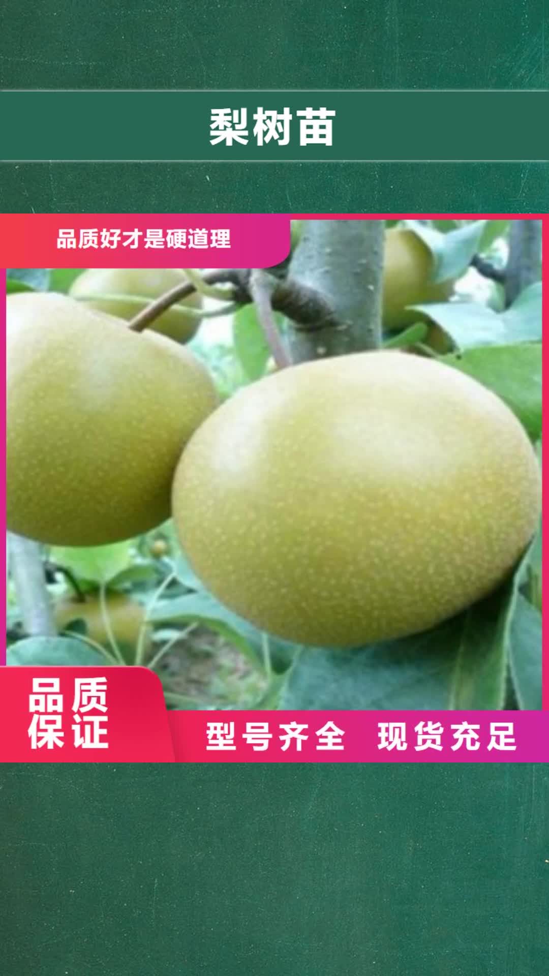 绥化【梨树苗】苹果苗品质好才是硬道理