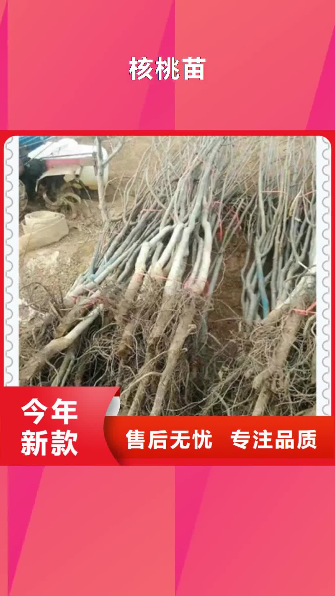 云南 核桃苗【梨树苗】支持拿样