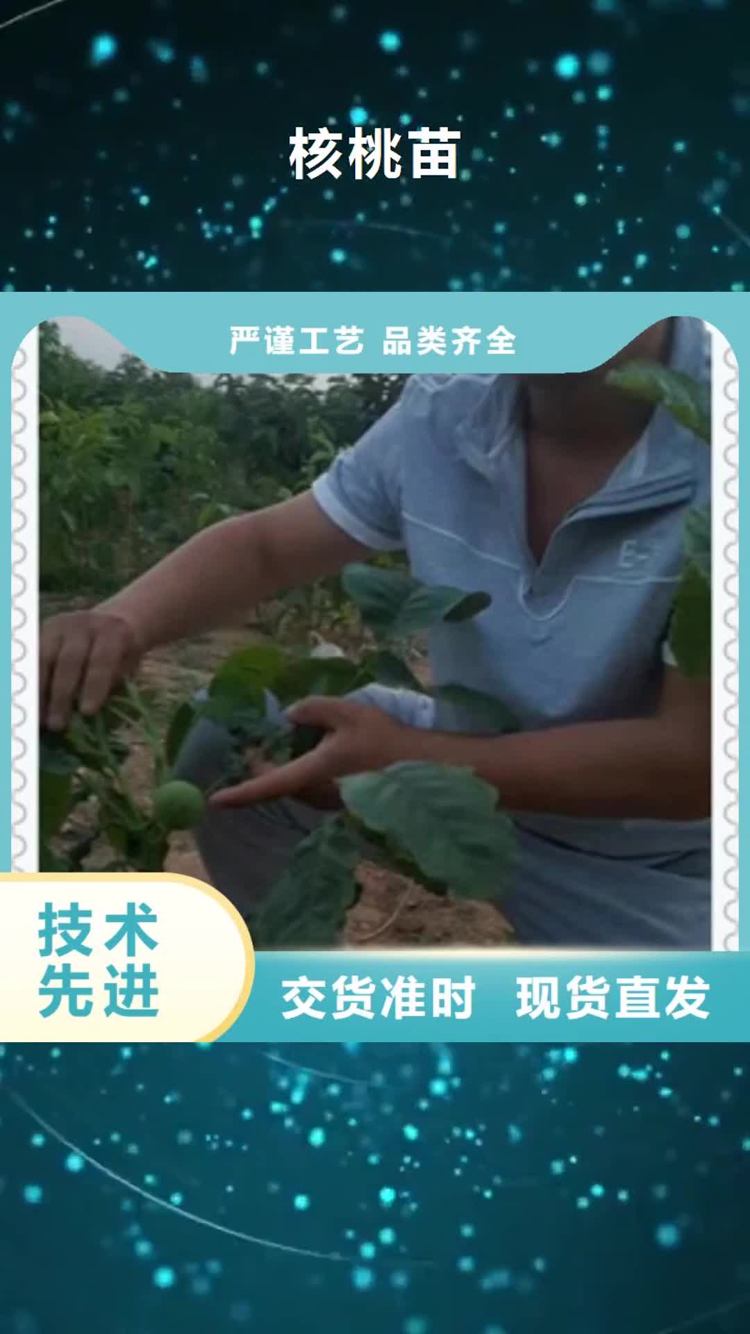 保山 核桃苗 【梨树苗】售后无忧