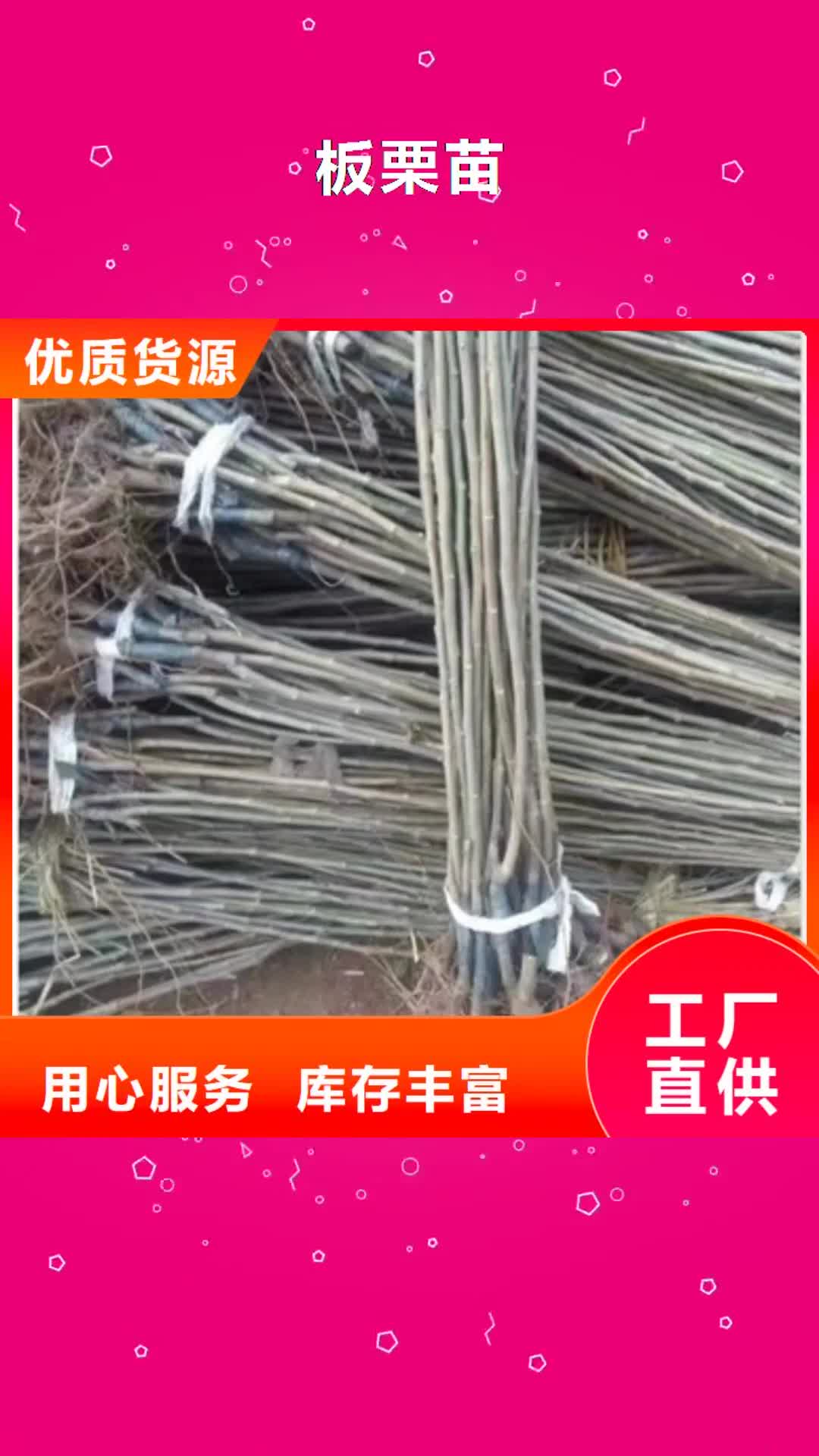 许昌【板栗苗】-苹果苗甄选好物