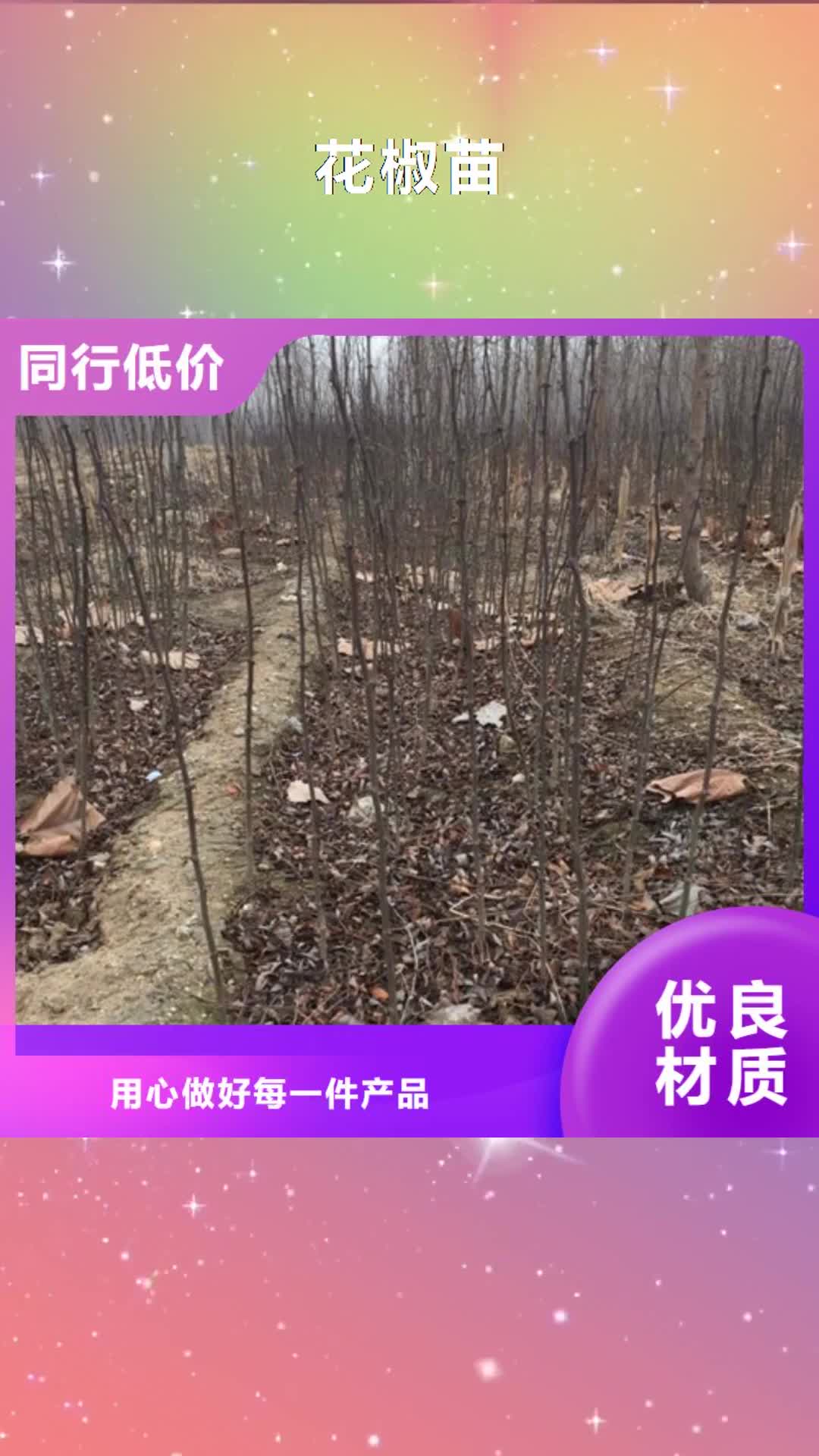 韶关 花椒苗【核桃苗】高品质现货销售