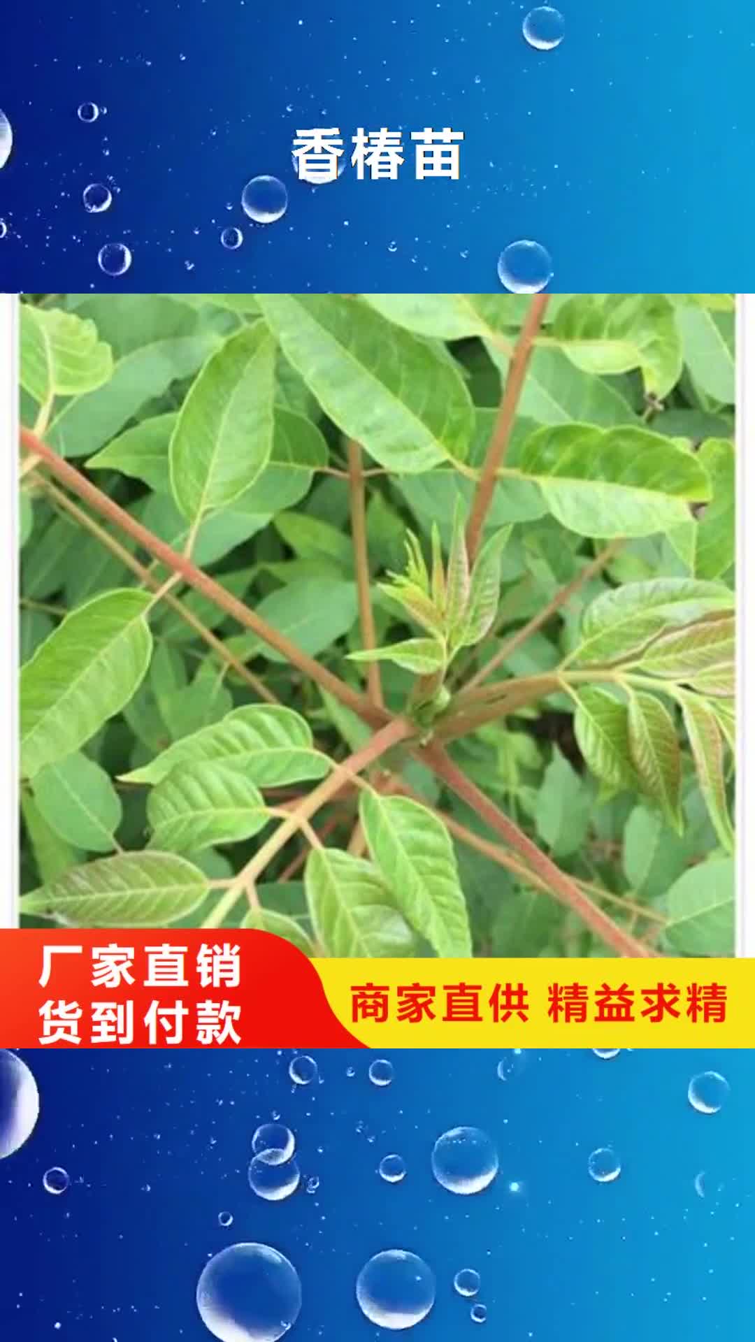 丽江【香椿苗】 苹果苗使用方法