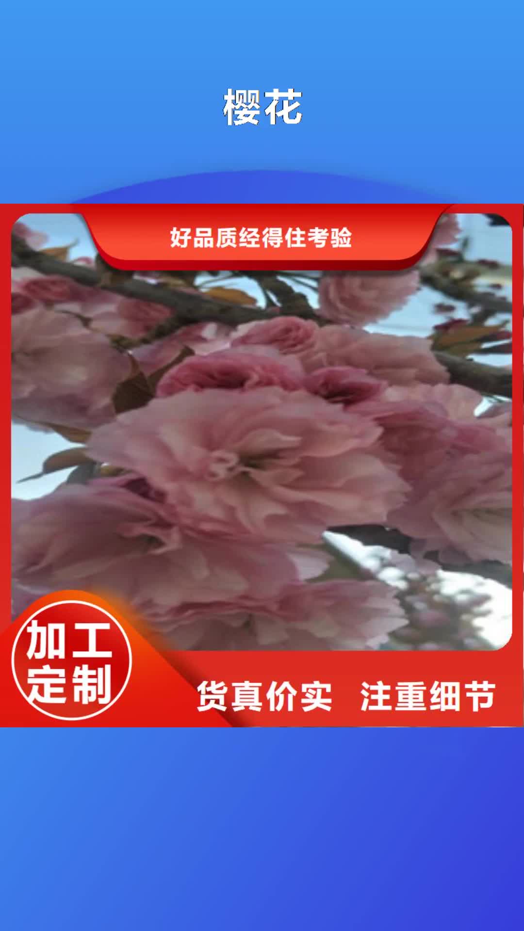 湘潭【樱花】 绿化树 绿化工程厂家直销直供