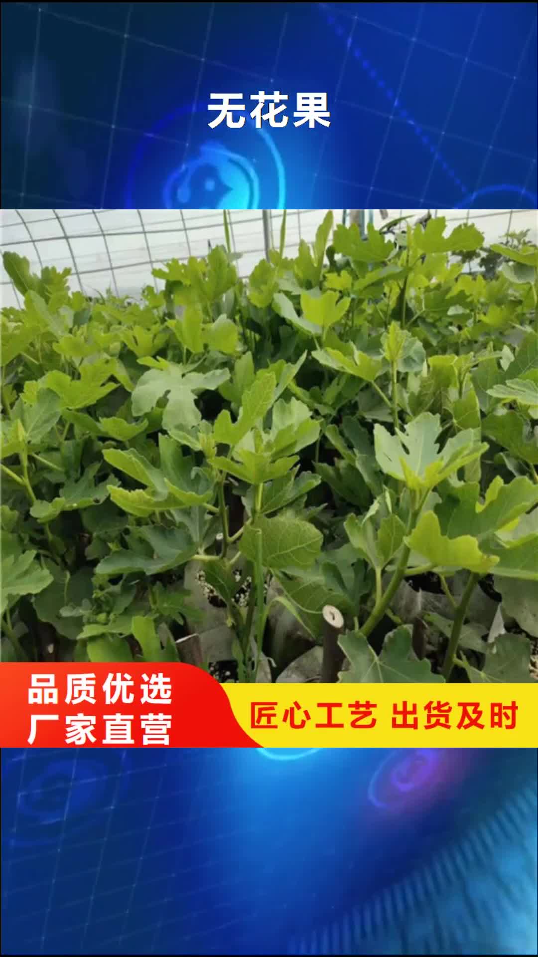 甘南 无花果_【桃树苗】按需设计