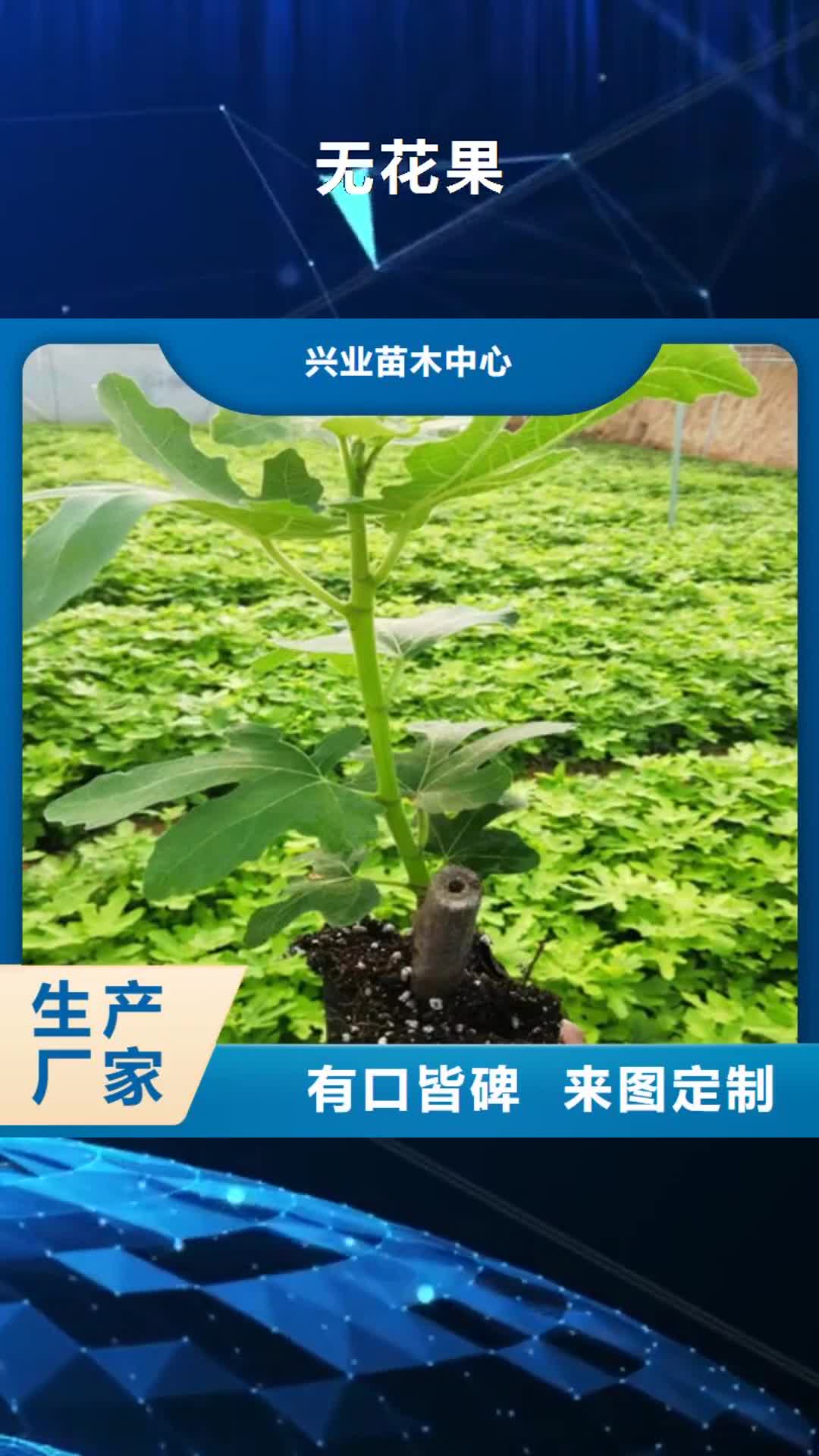 日喀则【无花果】,樱桃树苗精选优质材料