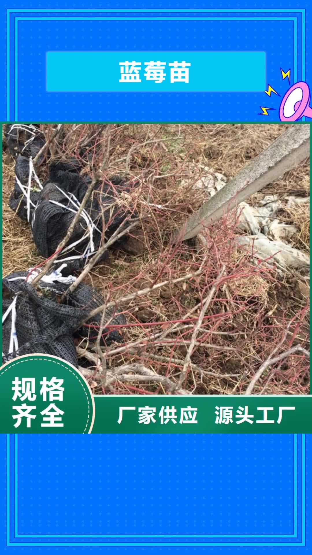 南宁 蓝莓苗【猕猴桃苗】多年行业经验