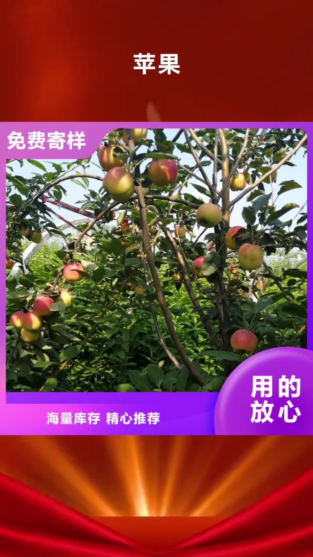 【广州 苹果 樱桃苗用心服务】