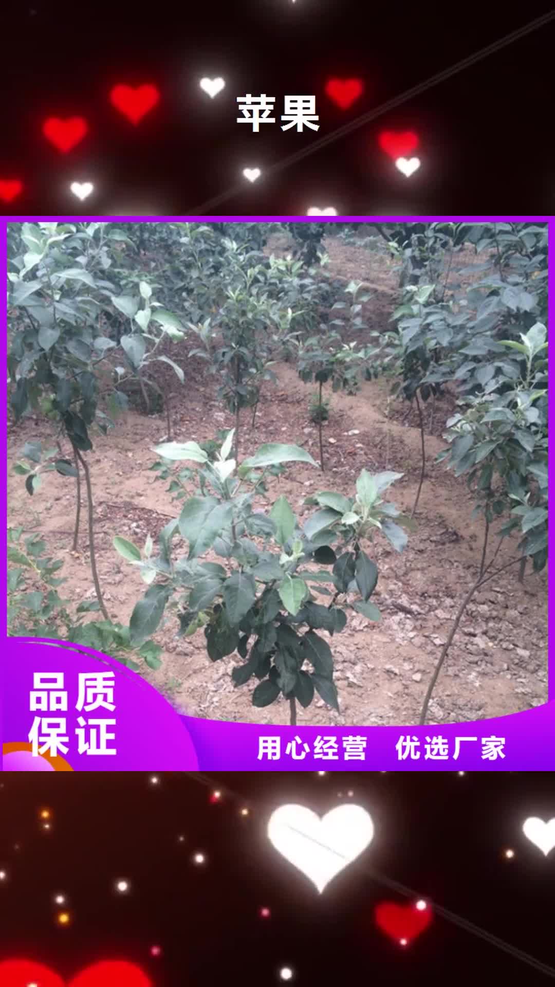 日照【苹果】 西瓜番石榴苗诚信经营质量保证