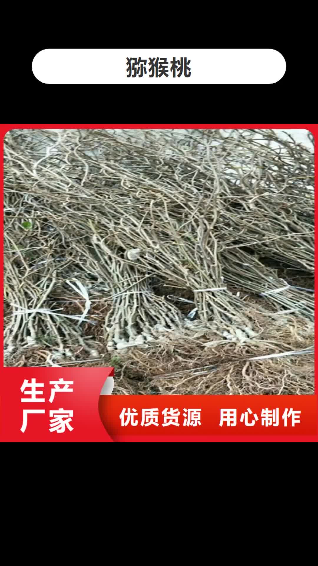 贵阳 猕猴桃_【北美冬青】敢与同行比质量