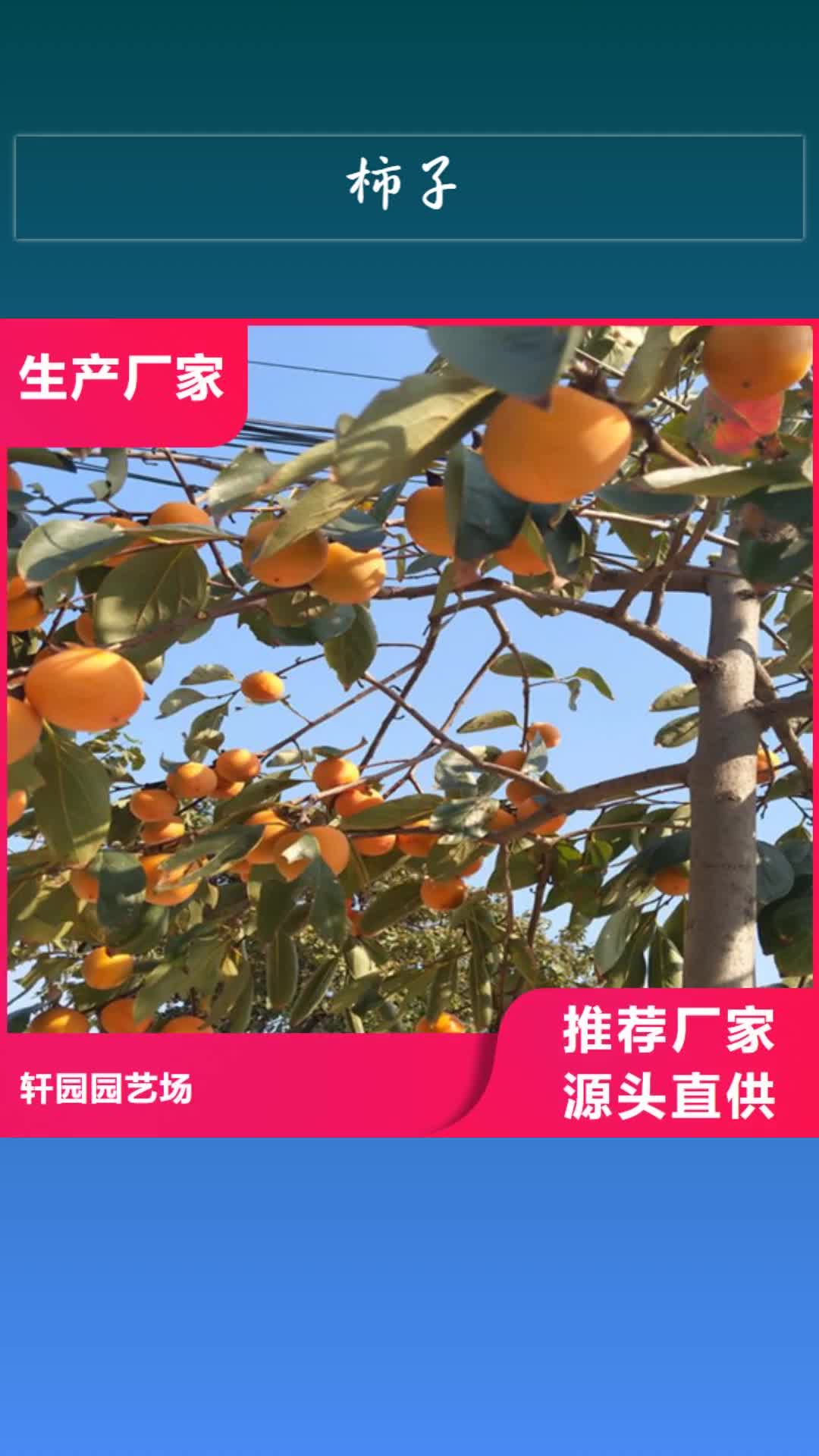 三明 柿子-【苹果苗】放心购