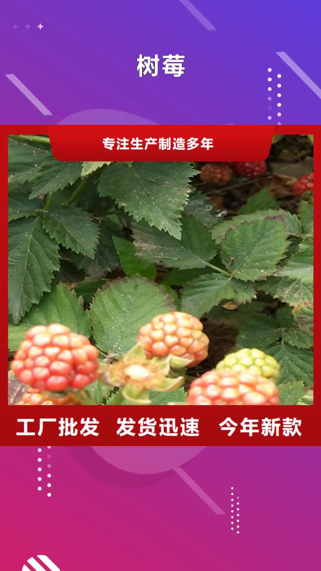 【开封 树莓_北美冬青好品质售后无忧】