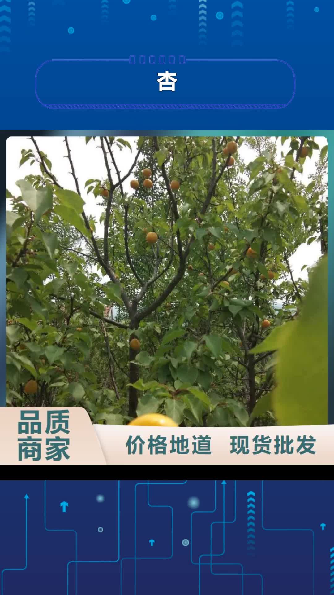 汕尾 杏-【北美冬青】应用领域