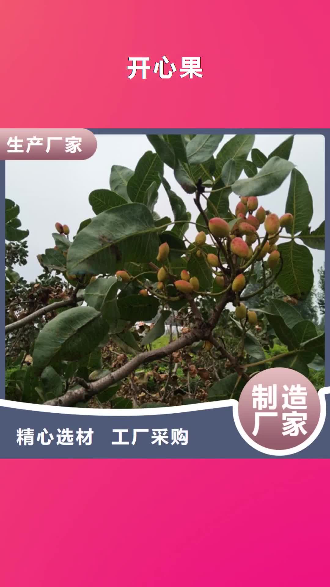 黑龙江【开心果】 梨树苗今年新款