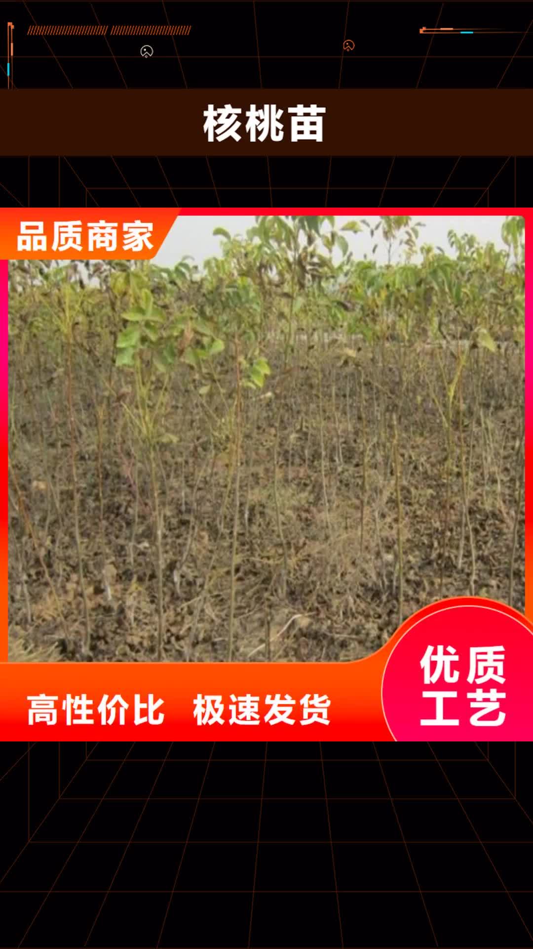 廊坊 核桃苗-【苹果苗】供应采购