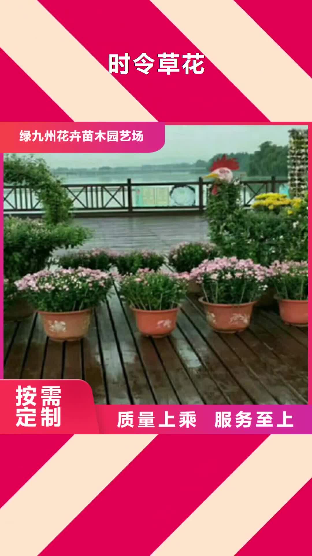 石家庄 时令草花,【柳叶马鞭草/薰衣草 】值得信赖