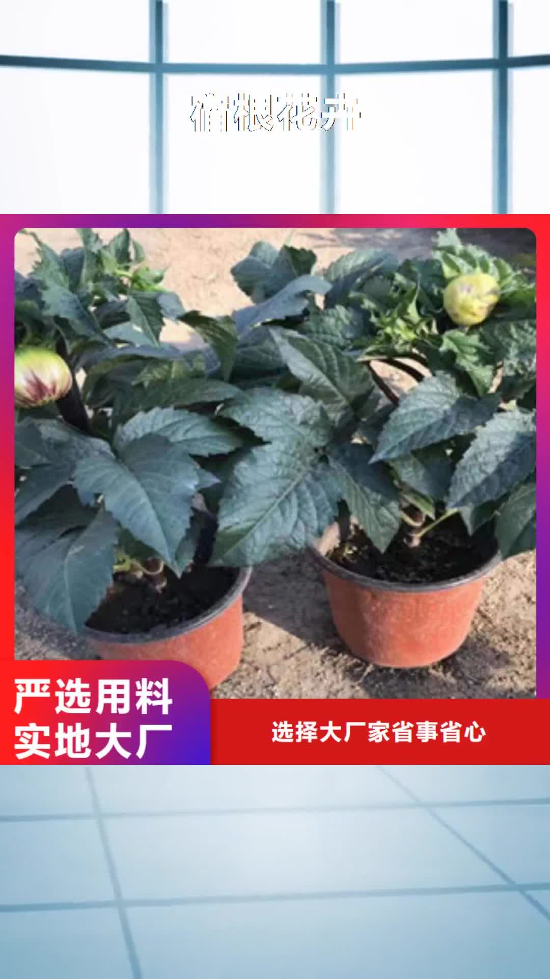 潍坊 宿根花卉 【水生植物/荷花睡莲】实力派厂家