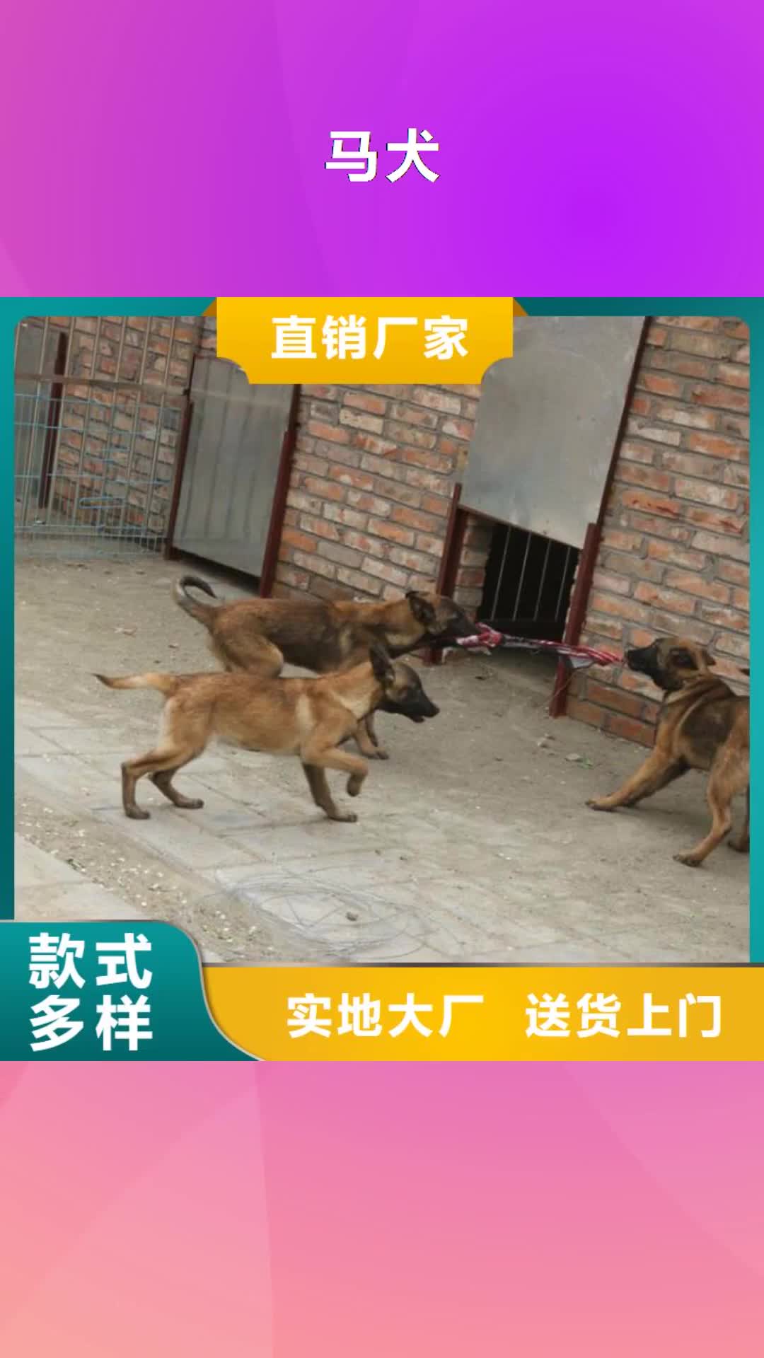 【潍坊 马犬罗威纳犬拒绝伪劣产品】